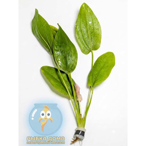 ЭХИНОДОРУС ОРИЕНТАЛ - Echinodorus Oriental