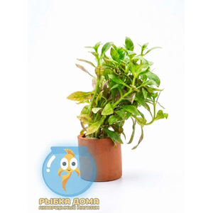 ЛИМНОФИЛА АРОМАТИКА МИНИ - Limnophila aromatica (hippuridoides)