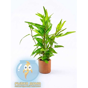 Полигонум праетермиссум - Polygonum praetermissum