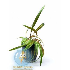 Криптокорина криспата вар. балансай - Cryptocoryne crispatula var. balansae