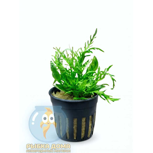 ГИГРОФИЛА ОДОРА - Hygrophila odora