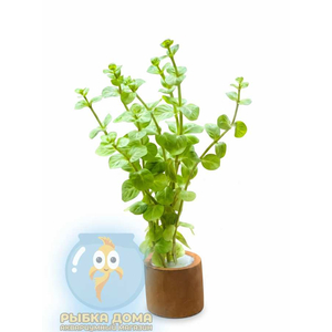 РОТАЛА МАНИПУРЕНСИС - Rotala rotundifolia manipurensis