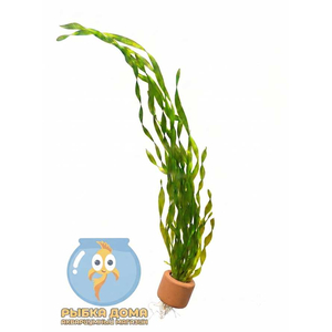 ВАЛЛИСНЕРИЯ СПИРАЛЬНАЯ - Vallisneria spiralis