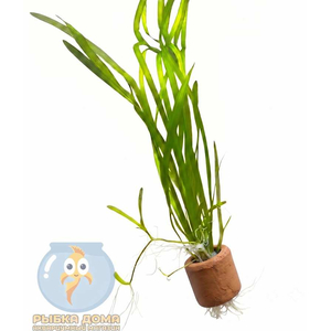 ВАЛЛИСНЕРИЯ - Vallisneria