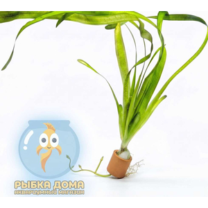 ВАЛЛИСНЕРИЯ ГИГАНТСКАЯ - Vallisneria gigantea