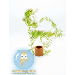 РОГОЛИСТНИК - Ceratophyllum ветка 30см