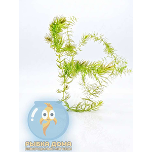 РОГОЛИСТНИК - Ceratophyllum ветка 30см
