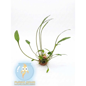 КРИПТОКОРИНА ЛЮЦЕНС - Cryptocoryne lucens