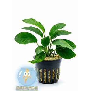 АНУБИАС НАНА ПАКСИНГ - Anubias nana paxing
