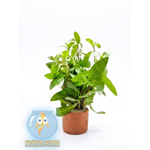 ГИГРОФИЛА МНОГОСЕМЕННАЯ - Hygrophila polysperma