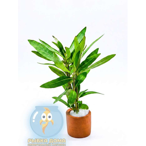 Гигрофила арагуая (Hygrophila sp. 'Araguaia')