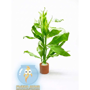 ГИМНОКОРОНИС СПИЛАНТОИДЕС (Gymnocoronis spilanthoides)