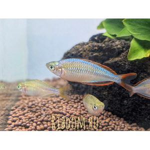 Радужница неоновая (Melanotaenia praecox) — пресноводная лучеперая рыба из семейства Меланотениевые. Иногда её называют «карликовая радужница».