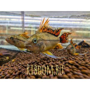 Апистограмма какаду (Apistogramma cacatuoides) — аквариумная рыбка из группы карликовых цихлид. Названа так за своеобразное строение спинного плавника, напоминающего хохолок попугая-какаду.