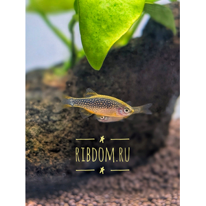 Микрорасбора галактика (Danio margaritatus) — миниатюрная аквариумная рыбка из семейства Карповых. Другие названия: маргаритата, звёздная расбора, данио маргаритатус, данио галактика.