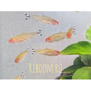 Родостомус (красноносая тетра, Hemigrammus rhodostomus) — небольшая рыбка из семейства Харациновые.