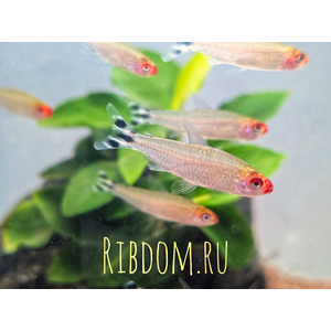 Родостомус (красноносая тетра, Hemigrammus rhodostomus) — небольшая рыбка из семейства Харациновые.