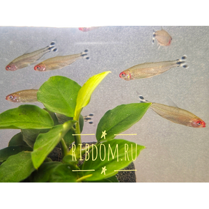 Родостомус (красноносая тетра, Hemigrammus rhodostomus) — небольшая рыбка из семейства Харациновые.