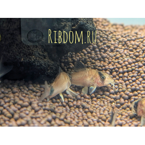 Коридорас панда (Corydoras panda) — пресноводная рыба из семейства панцирных сомов. Название получила за чёрно-белую окраску, напоминающую расцветку большой панды.Коридорас панда (Corydoras panda) — пресноводная рыба из семейства панцирных сомов. Название получила за чёрно-белую окраску, напоминающую расцветку большой панды.