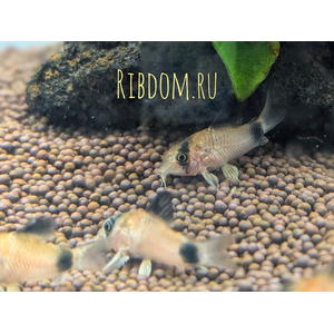 Коридорас панда (Corydoras panda) — пресноводная рыба из семейства панцирных сомов. Название получила за чёрно-белую окраску, напоминающую расцветку большой панды.