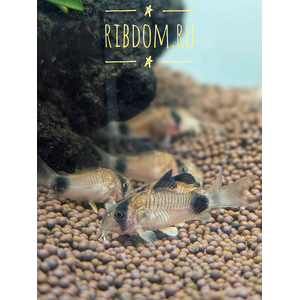 Коридорас панда (Corydoras panda) — пресноводная рыба из семейства панцирных сомов. Название получила за чёрно-белую окраску, напоминающую расцветку большой панды.