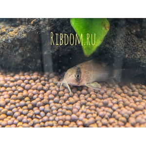Коридорас панда (Corydoras panda) — пресноводная рыба из семейства панцирных сомов. Название получила за чёрно-белую окраску, напоминающую расцветку большой панды.