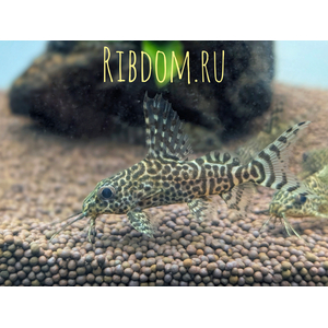 Синодонтис вуалевый (Synodontis eupterus) — пресноводная лучеперая рыбка из семейства Перистоусые сомы. Родиной вида являются реки Центральной Африки.