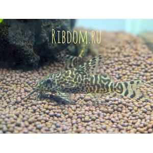 Синодонтис вуалевый (Synodontis eupterus) — пресноводная лучеперая рыбка из семейства Перистоусые сомы. Родиной вида являются реки Центральной Африки.