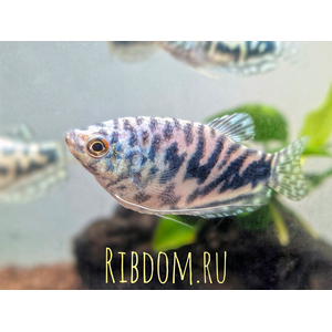 Мраморный гурами (научное наименование — Trichopodus trichopterus) — искусственно выведенная разновидность пятнистого гурами. Выведен в 70-х годах XX века американским селекционером Косби.
Ареал: мраморный гурами не встречается в природных водоёмах, но его близкие родственники обитают в Азии, Индонезии, Таиланде, Суматре.