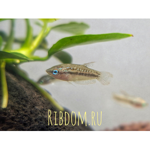 Trichopsis pumila — научное название карликового гурами (пумилы) — вида лабиринтовых рыб из семейства макроподовых.