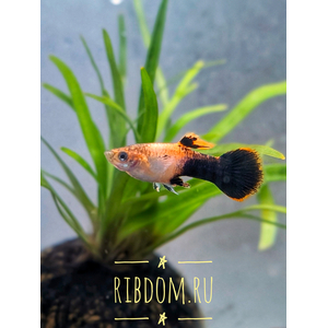 Гуппи «Вельветовый Розовый Тукседо» (Tuxedo Pink) — аквариумная рыбка из семейства пецилиевых. Название получила из-за внешнего окраса.
