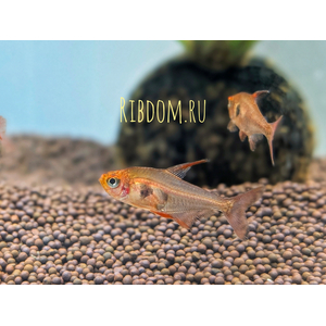Hyphessobrycon sweglesi — вид тропических пресноводных лучепёрых рыб из семейства харациновых, известный как красный фантом (красный орнатус).