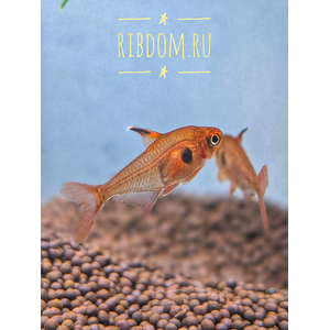 Hyphessobrycon sweglesi — вид тропических пресноводных лучепёрых рыб из семейства харациновых, известный как красный фантом (красный орнатус).