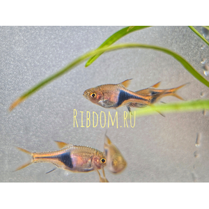 Trigonostigma heteromorpha — латинское название расборы клинопятнистой (клиновидной) — вида пресноводных рыб семейства Карповых. Другое популярное русское (и английское) название вида — «расбора арлекин».