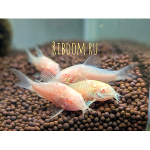 Коридорас золотистый альбинос (Corydoras aeneus albino) — селекционная форма крапчатого коридораса, не встречающаяся в природе. Отличается от номинального вида отсутствием пигмента.