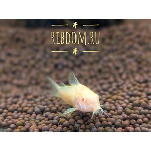 Коридорас золотистый альбинос (Corydoras aeneus albino) — селекционная форма крапчатого коридораса, не встречающаяся в природе. Отличается от номинального вида отсутствием пигмента.