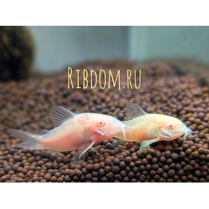 Коридорас золотистый альбинос (Corydoras aeneus albino) — селекционная форма крапчатого коридораса, не встречающаяся в природе. Отличается от номинального вида отсутствием пигмента.