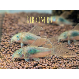 ​​​​​Коридорас золотистый вуалевый (Corydoras aeneus longfin) — селекционная форма золотистого сомика с удлинёнными, «парусными» плавниками.