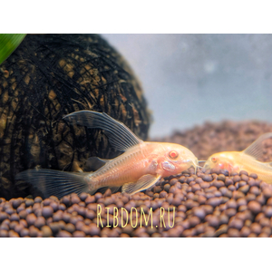 Коридорас альбинос (Corydoras paleatus var albino) — селекционная форма крапчатого коридораса. Отличительная особенность — белая или слегка желтоватая окраска тела в сочетании с красными глазами.