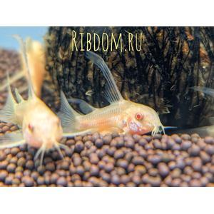 Коридорас альбинос (Corydoras paleatus var albino) — селекционная форма крапчатого коридораса. Отличительная особенность — белая или слегка желтоватая окраска тела в сочетании с красными глазами.