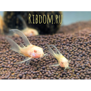 Коридорас альбинос (Corydoras paleatus var albino) — селекционная форма крапчатого коридораса. Отличительная особенность — белая или слегка желтоватая окраска тела в сочетании с красными глазами.