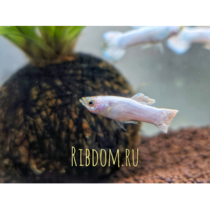 Гуппи «Белоснежный» (лат. Poecilia reticulata Snow White) — селекционная форма аквариумной рыбки гуппи. Природная форма гуппи — неприметного, невзрачного окраса, не имеет вуалевых плавников.