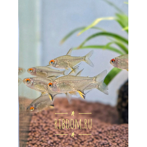 ЛИМОННАЯ ТЕТРА​ - Hyphessobrycon pulchripinnis — вид тропических пресноводных лучепёрых рыб семейства харациновых. Родина — Южная Америка. Впервые попала в аквариумы в 1932 году.
