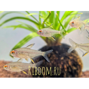 ЛИМОННАЯ ТЕТРА​ - Hyphessobrycon pulchripinnis — вид тропических пресноводных лучепёрых рыб семейства харациновых. Родина — Южная Америка. Впервые попала в аквариумы в 1932 году.