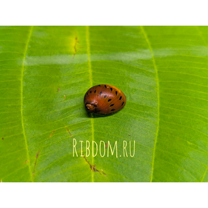 Красная точечная улитка нертина (Neritina natalensis) - это вид пресноводных улиток, обитающий в Африке. Они часто содержатся в аквариумах из-за их яркой окраски и неприхотливости.