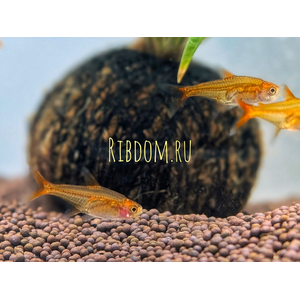 Тетра Аманды (Hyphessobrycon amandae) — пресноводная тропическая рыбка из семейства Харациновые. В продаже встречается под именами карликовая красная тетра или тетра-уголёк.