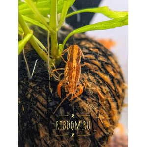 Мексиканский карликовый оранжевый рак (Cambarellus patzcuarensis var. Orange) — пресноводное ракообразное из отряда Десятиногие раки. Отличается миниатюрными размерами, неприхотливостью в уходе и оранжевой или красной окраской тела, что делает его подходящим для содержания в домашних аквариумах.