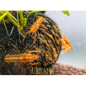 Мексиканский карликовый оранжевый рак (Cambarellus patzcuarensis var. Orange) — пресноводное ракообразное из отряда Десятиногие раки. Отличается миниатюрными размерами, неприхотливостью в уходе и оранжевой или красной окраской тела, что делает его подходящим для содержания в домашних аквариумах.