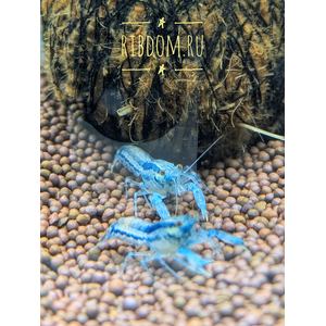 Мексиканский карликовый серый голубой рак (Cambarellus diminutus) — пресноводное ракообразное из отряда Десятиногие раки. Отличается миниатюрными размерами и мраморным окрасом тела.