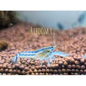 Мексиканский карликовый серый голубой рак (Cambarellus diminutus) — пресноводное ракообразное из отряда Десятиногие раки. Отличается миниатюрными размерами и мраморным окрасом тела.